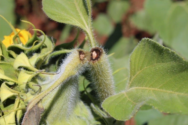 Factors influencing seed set and grain fill in sunflower AgriOrbit
