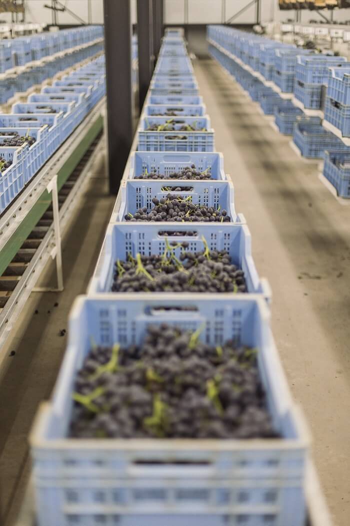 Setting the standard in table grape production AgriOrbit