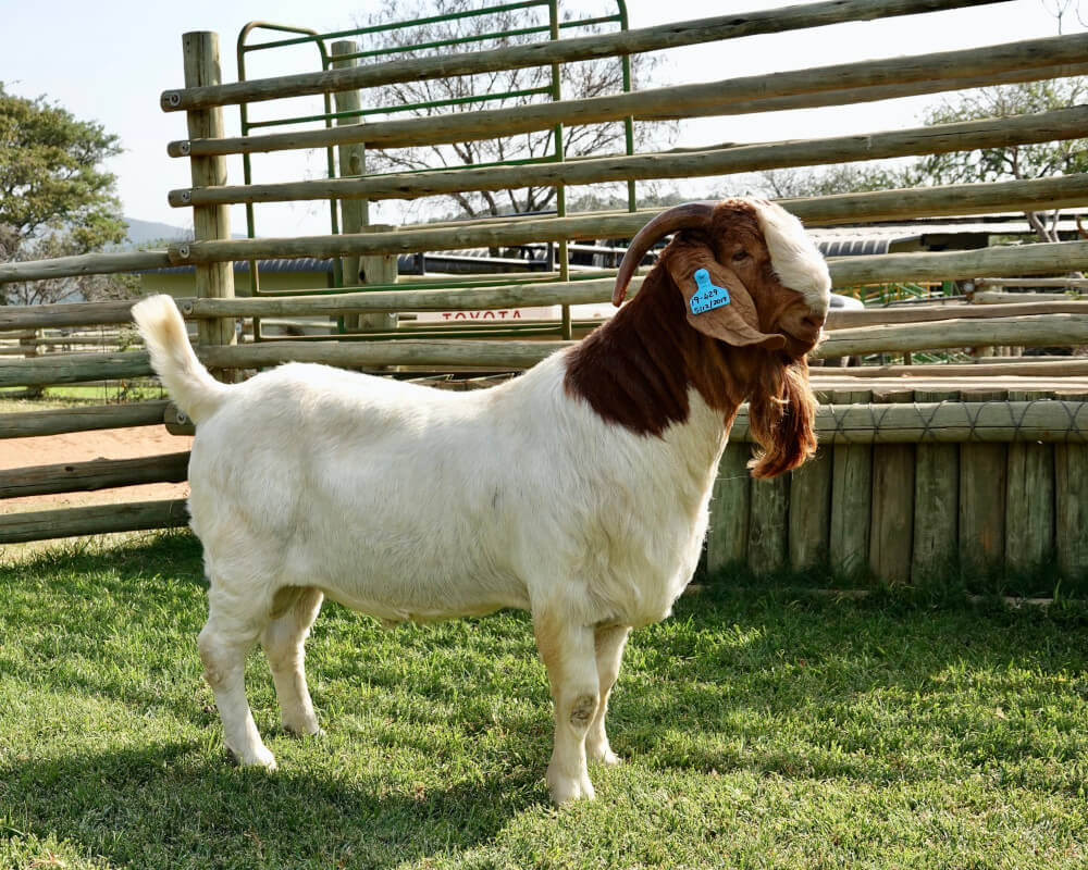 Shongololo Boer Goat Stud Only the best will do AgriOrbit