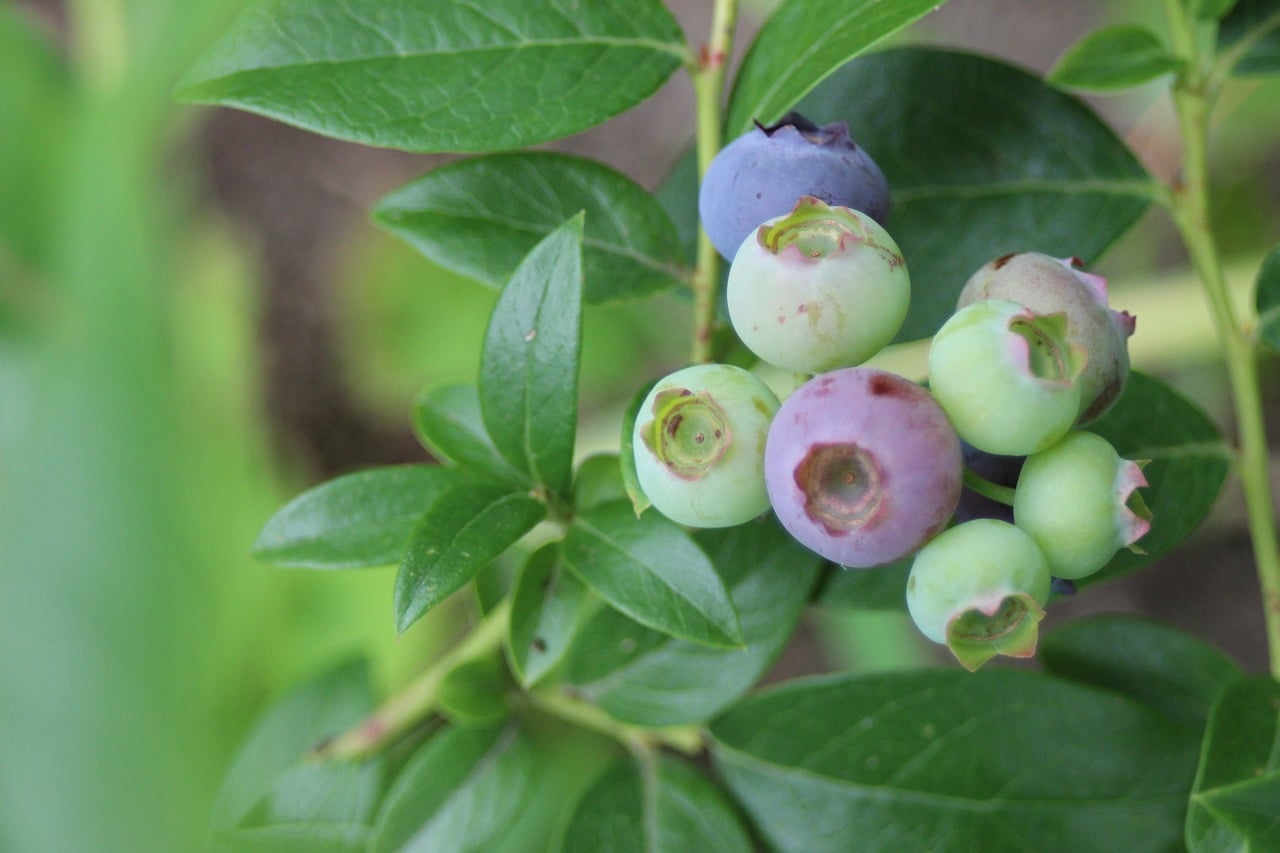 Honey bees are handy pollinators of blueberries AgriOrbit
