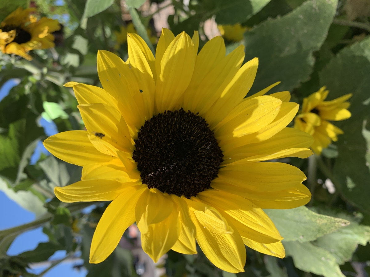 Edible Flowers Expectations versus Reality Agriscaping