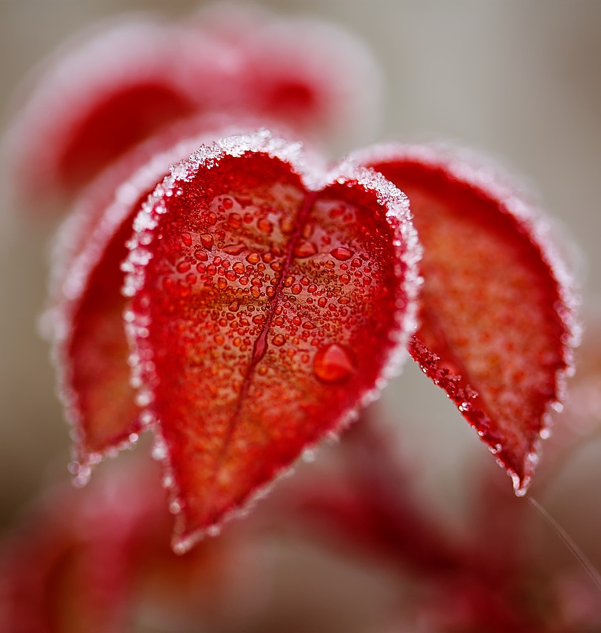 How To Protect Your Plants From Winter Freeze Agriscaping