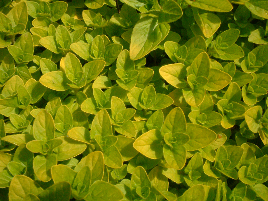 Assimilação do Nitrogênio AgriScience O mundo das plantas
