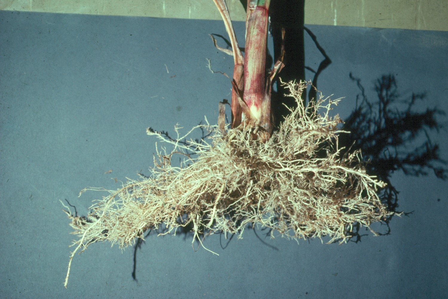 ALUMINIUM TOXICITY CROP SIGNS & SYMPTOMS Agrispex