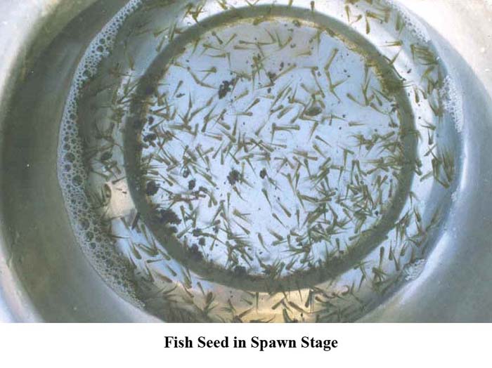 Carp Hatchery Systems KAU AgriInfotech Portal