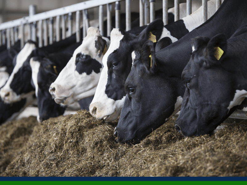 WATCH Dry cow mineral leads to improved health and immunity Agritech