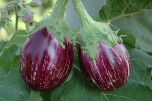 TNAU Agritech Portal Crop Protection