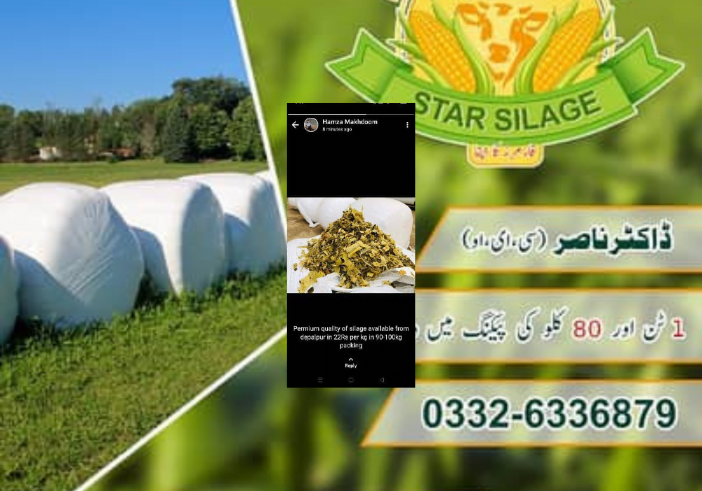Highest Quality Maize Silage And Wheat Straw