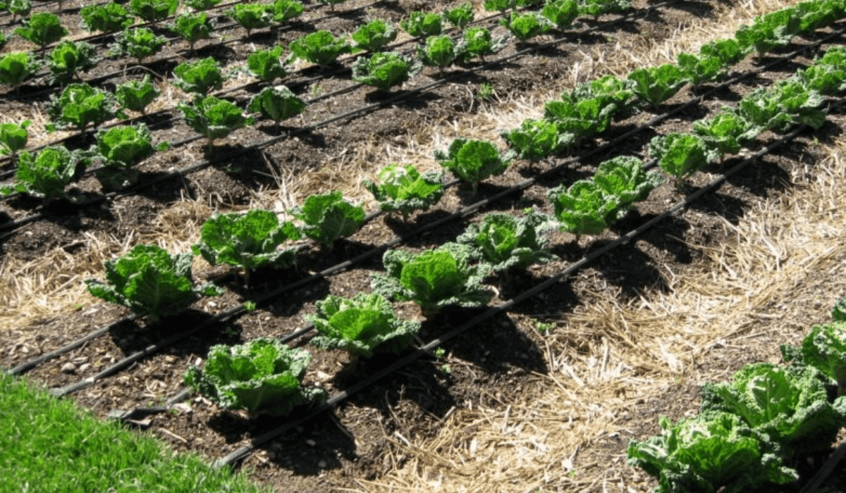 Efficient Water Conservation Tips Empower Your Impact