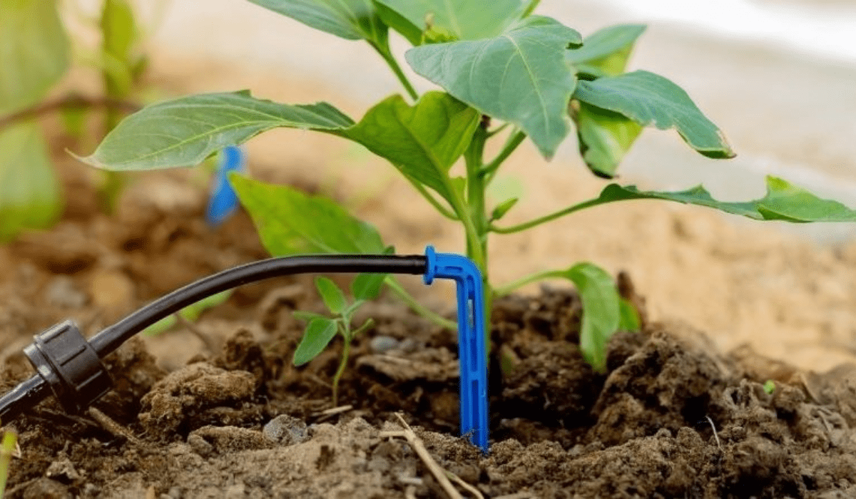 Maximize Growth Drip Irrigation System In Pakistan Complete Guide