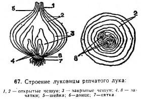 Дополните схему обработки репчатого лука