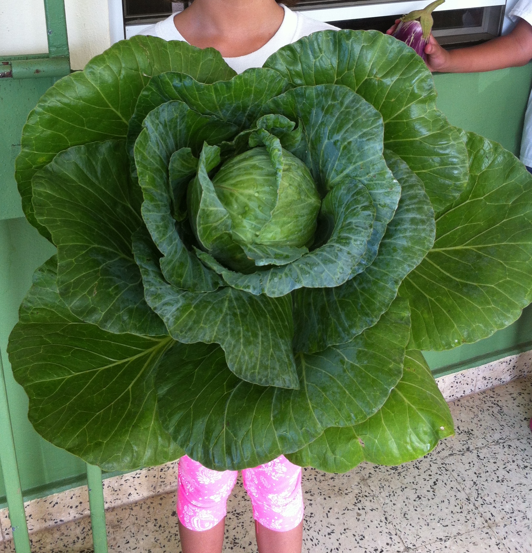 Lista 92+ Foto Como Cocer El Repollo Para Que No De Gases Actualizar