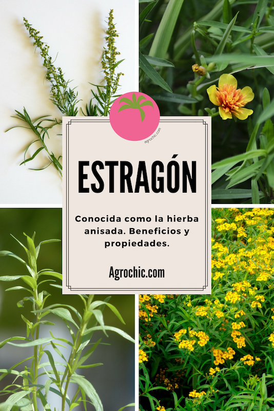 Los beneficios del estragón Agrochic Jardinería y Bienestar