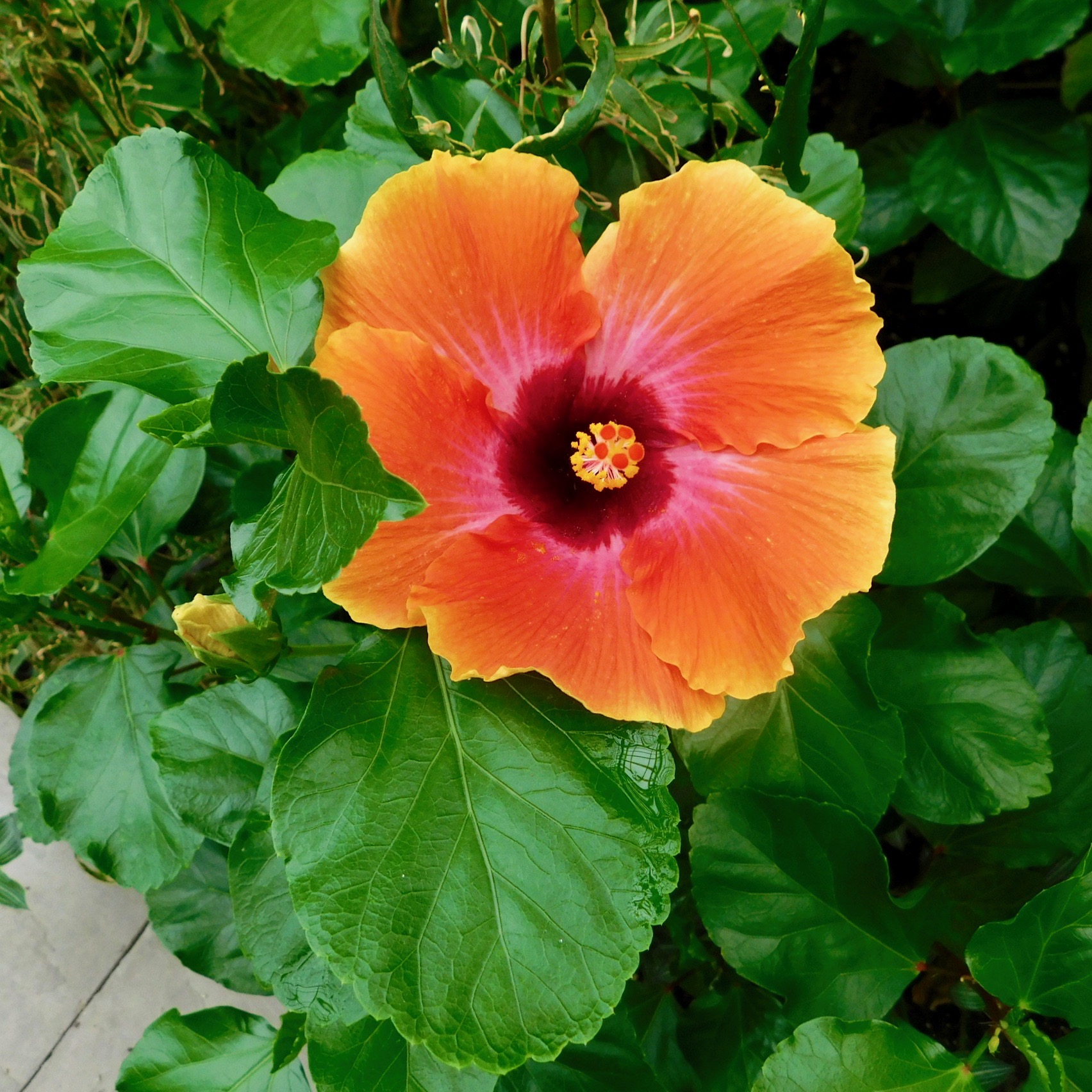 Hibiscos Agrochic Jardinería y Bienestar
