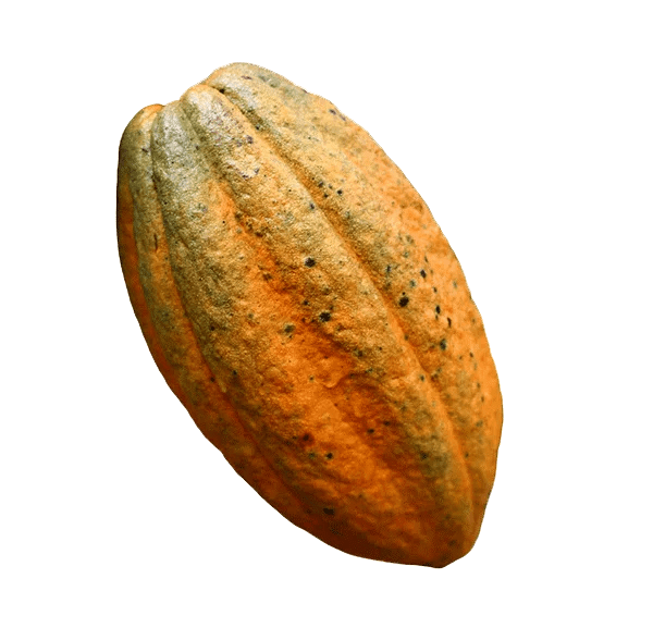 Cacao AgroChoco