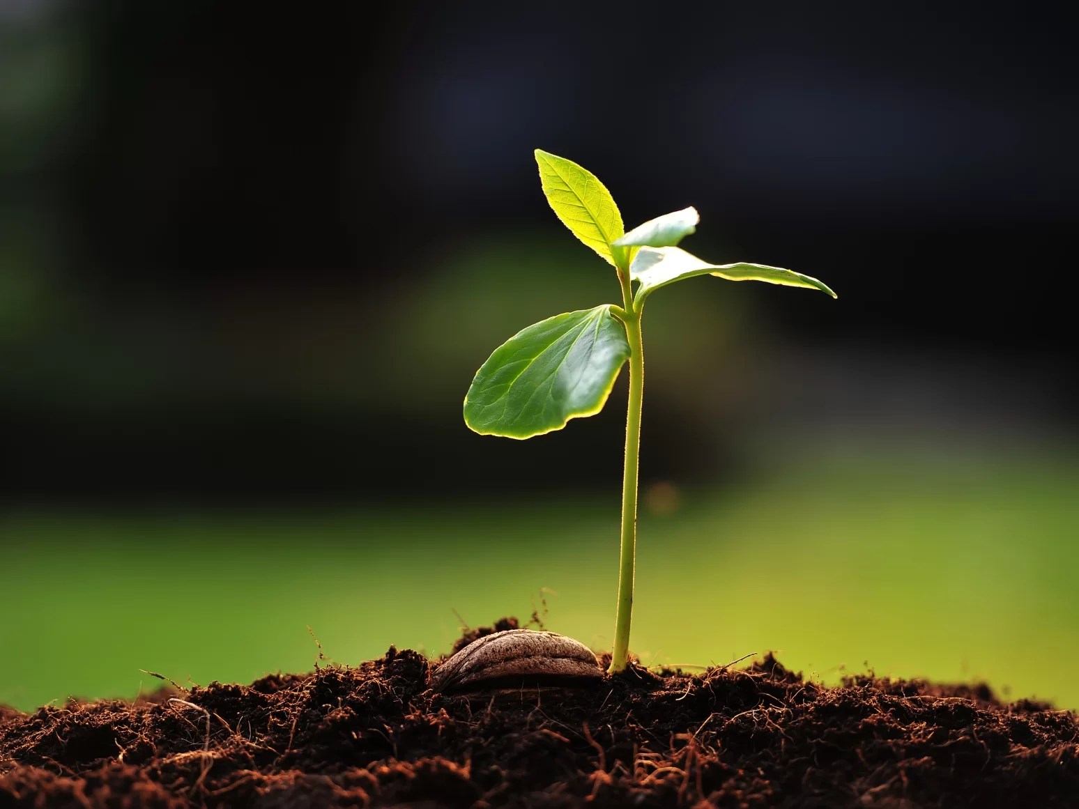 What to plant? A guide for every beginner - Agro Consult Buinov