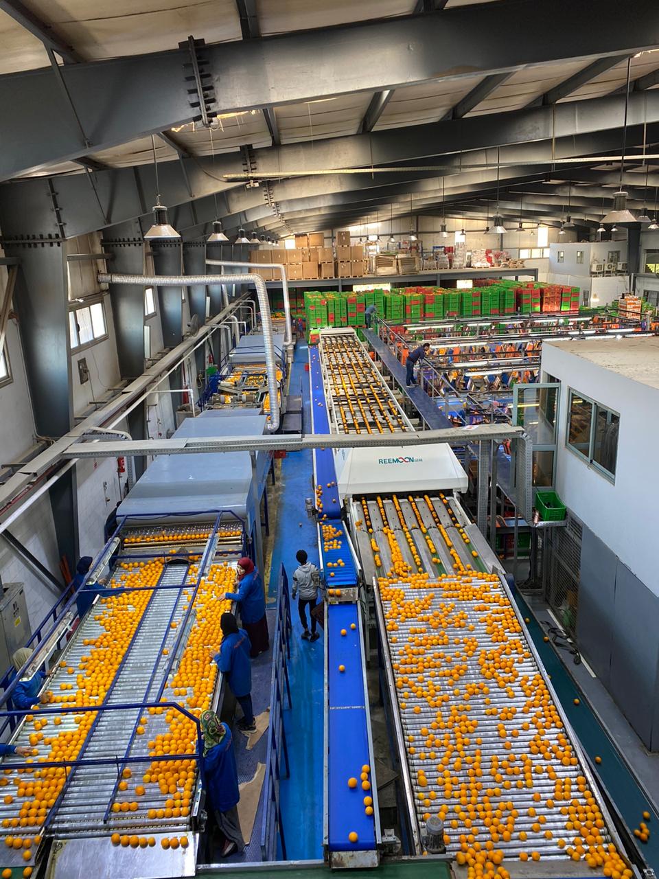 003 Agro Egypt for agricultural products (Ghallab) Citrus Export