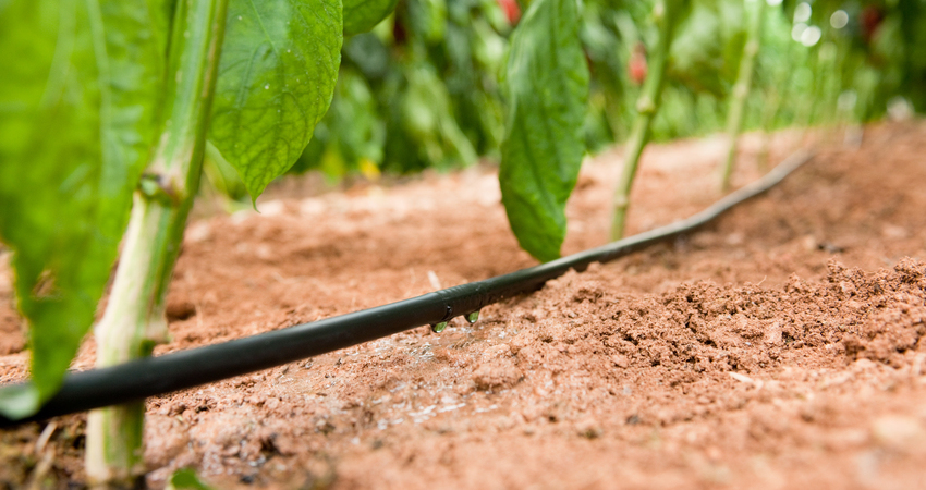 Tuyaux d’irrigation avec goutteurs intégrés DIS PC
