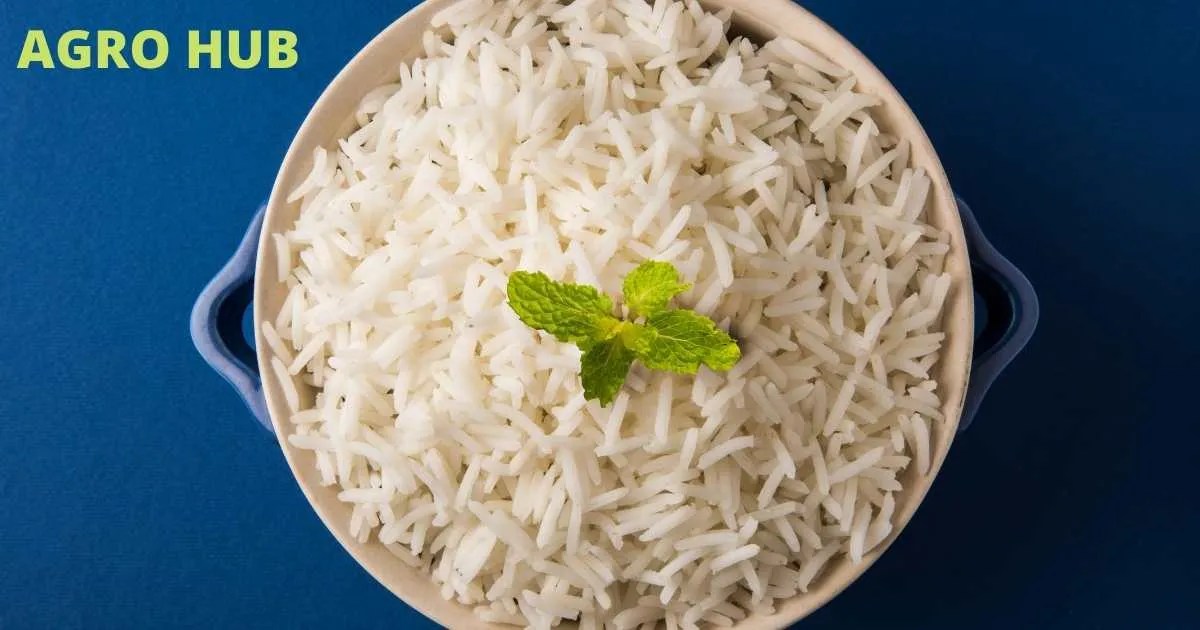 Best Basmati Rice with Aroma Agro Hub