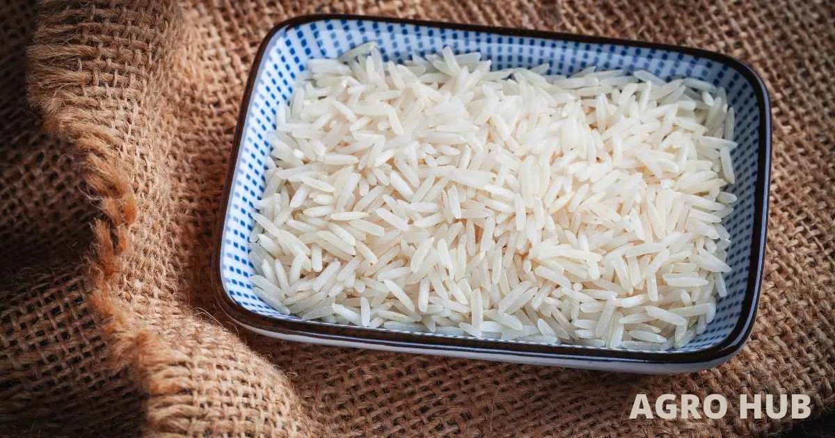 Best Basmati Rice with Aroma Agro Hub