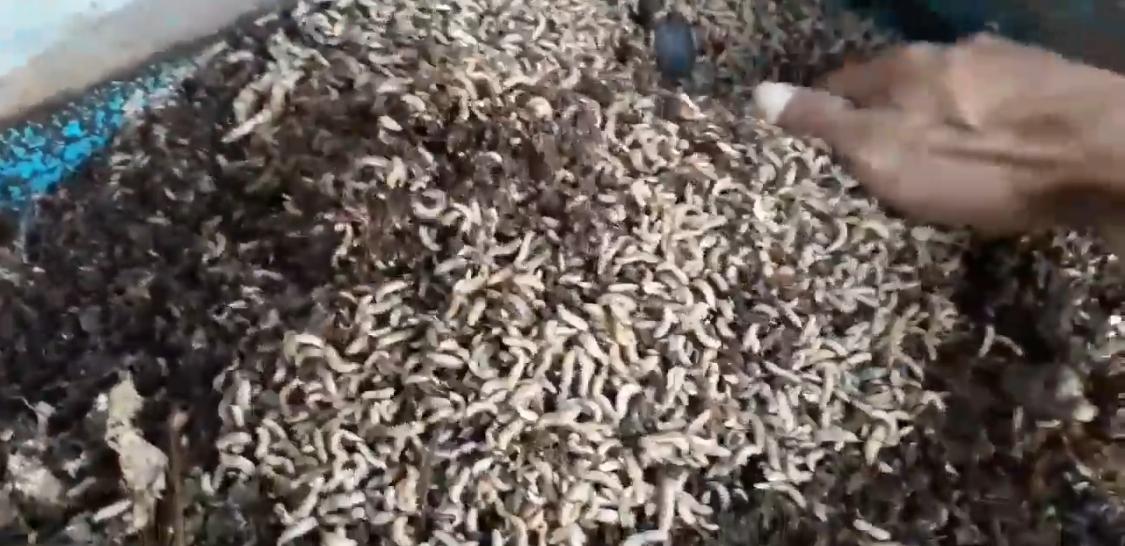 Budidaya Maggot BSF Layak Dilirik AgroIndonesia
