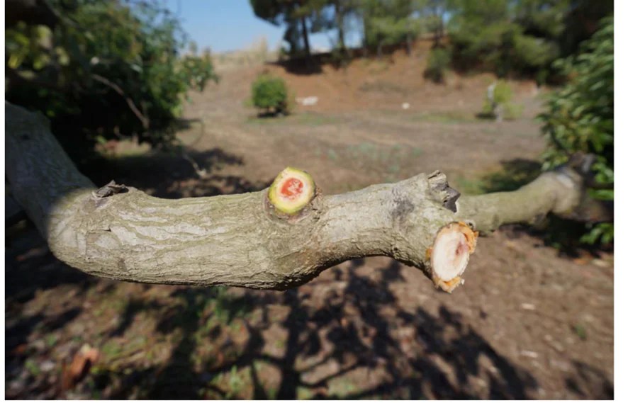 ENFERMEDADES DEL AGUACATERO La Phytophthora cinnamomi Agroislas