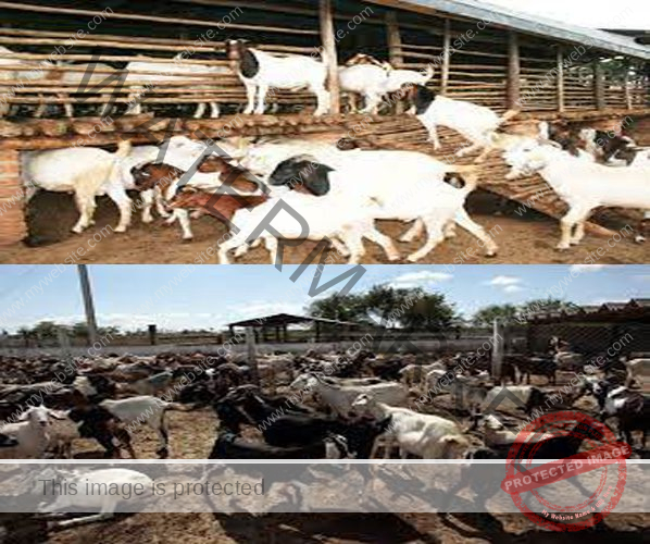 Guide To Start A Goat Farming Business In Philippines [Beginners Tips