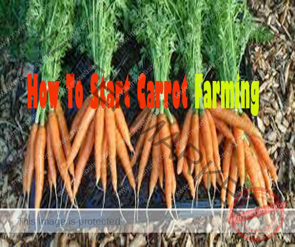 [Beginners Guide] How To Grow Carrots In Kenya