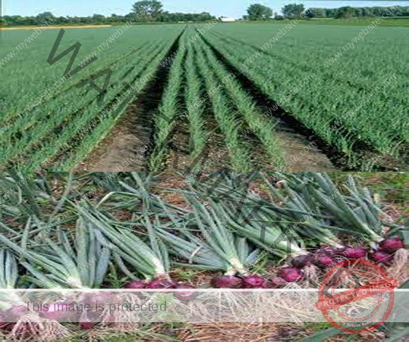 [Tips & Tricks] How To Grow Onions In Zimbabwe
