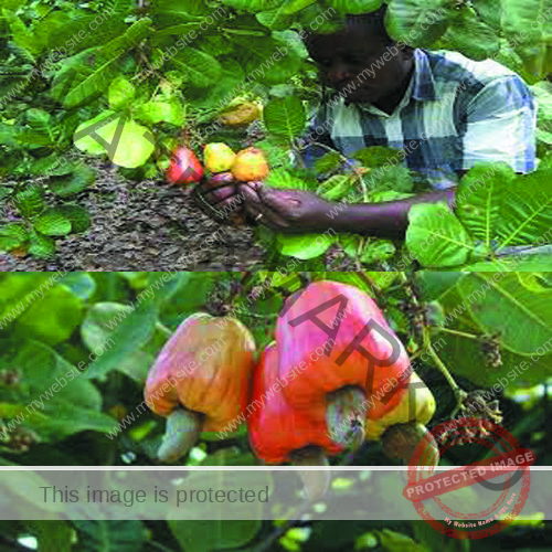 [Easy Tips] How To Start Growing Cashew In Ghana