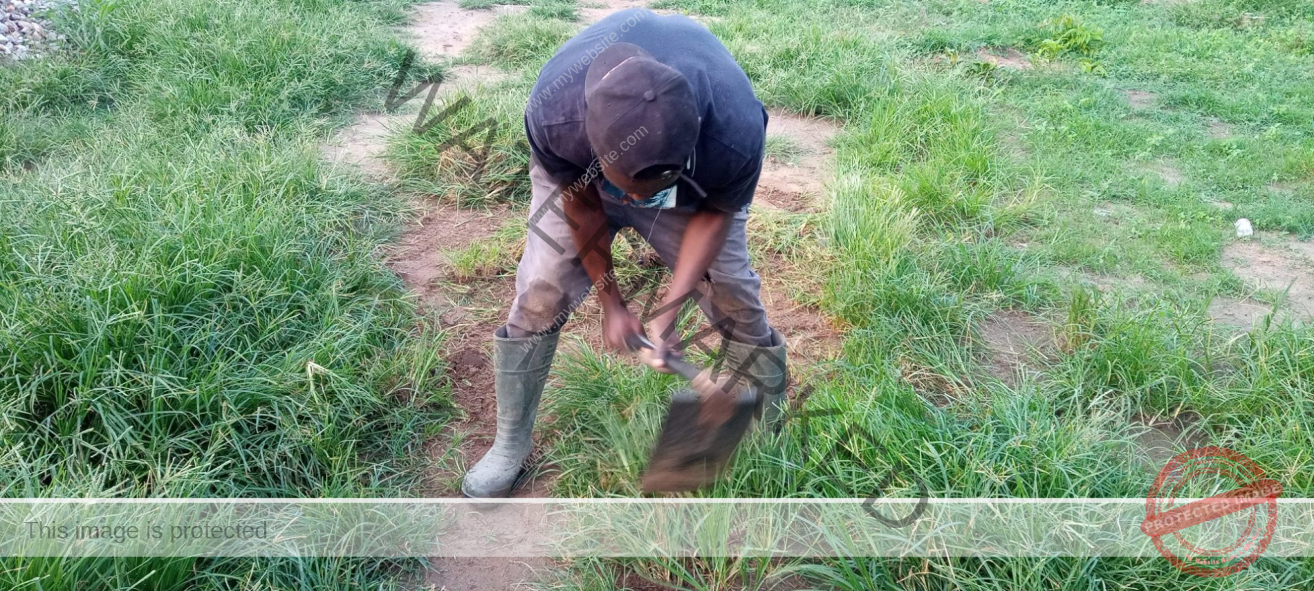 [Beginners Guide] How To Start Farming In Malawi