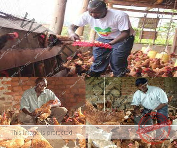Richest Poultry Farmers In Uganda 2024 [Top 6 Ranked]