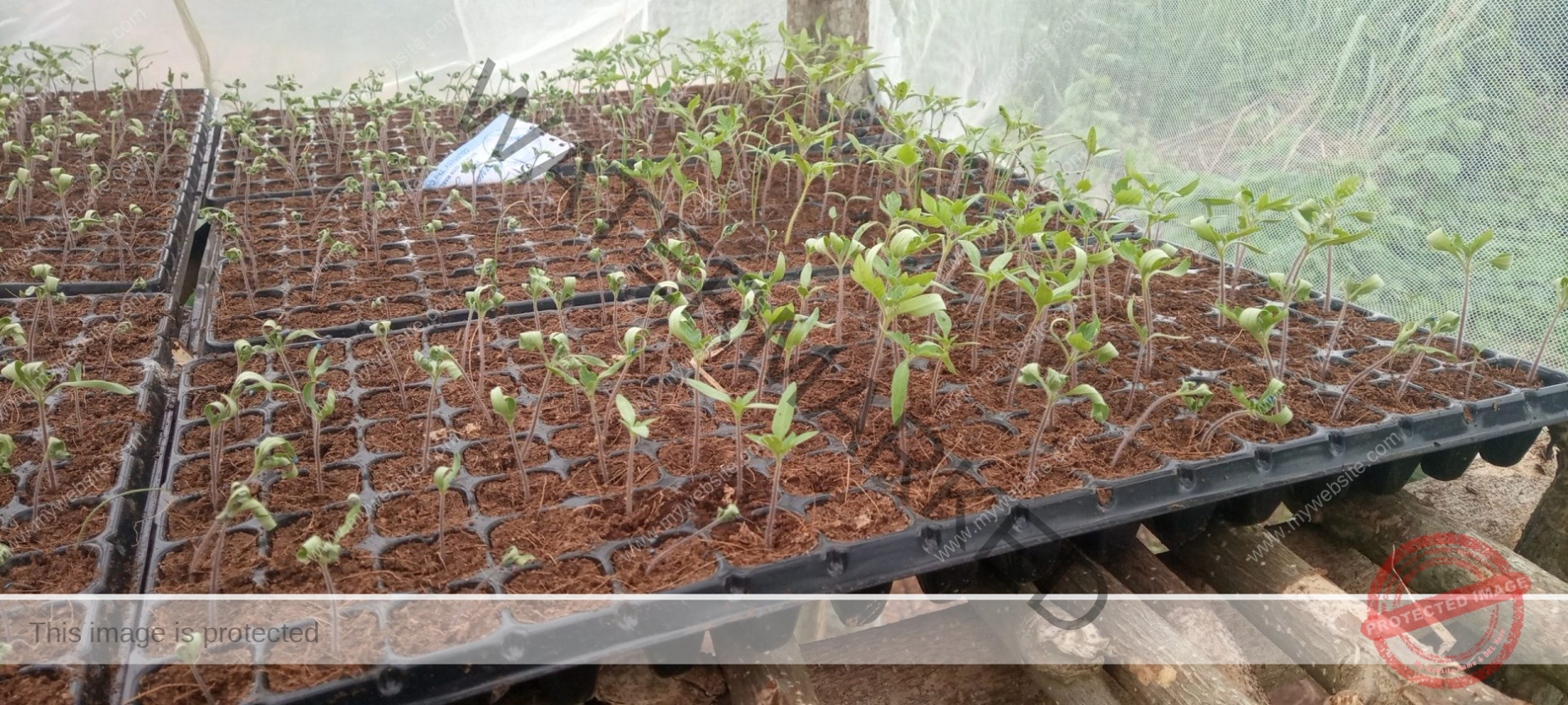 How To Start Tomatoes Farming Nigeria [Beginners Kit]
