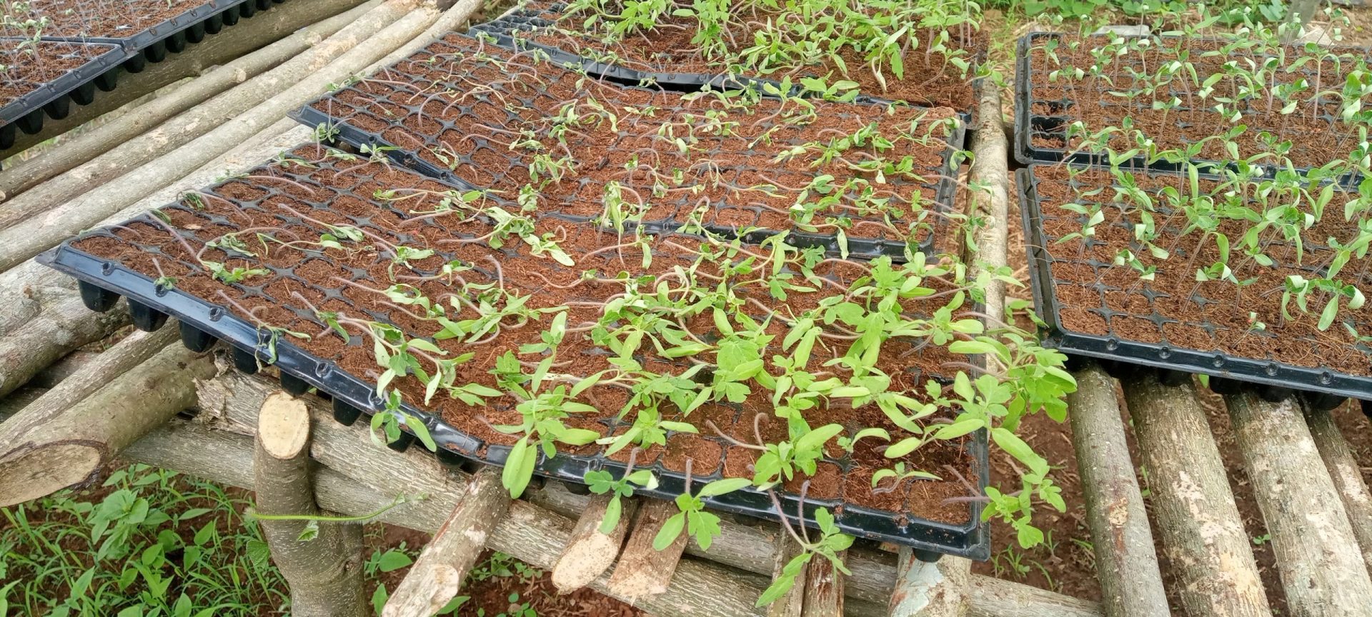How To Start Tomatoes Farming Kenya [Beginners Guide]