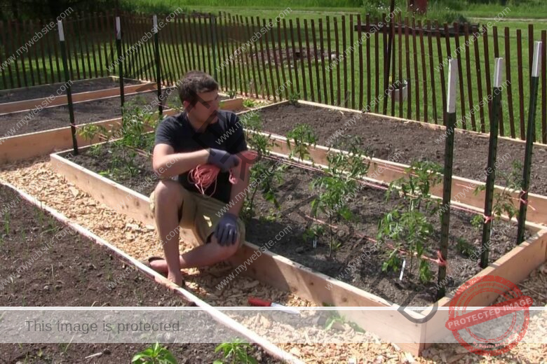 How To Grow Tomatoes In Florida