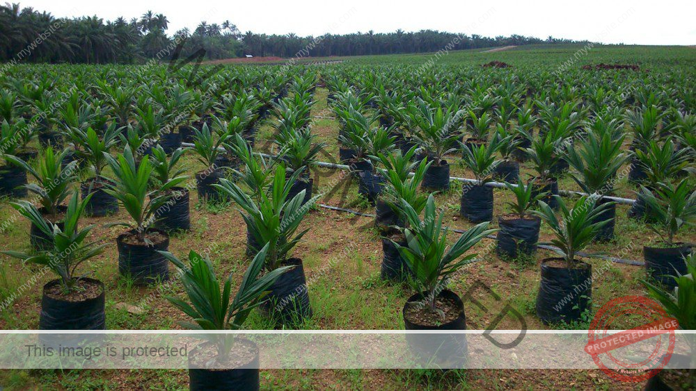 How To Start Oil Palm Tree Farming Business In Nigeria