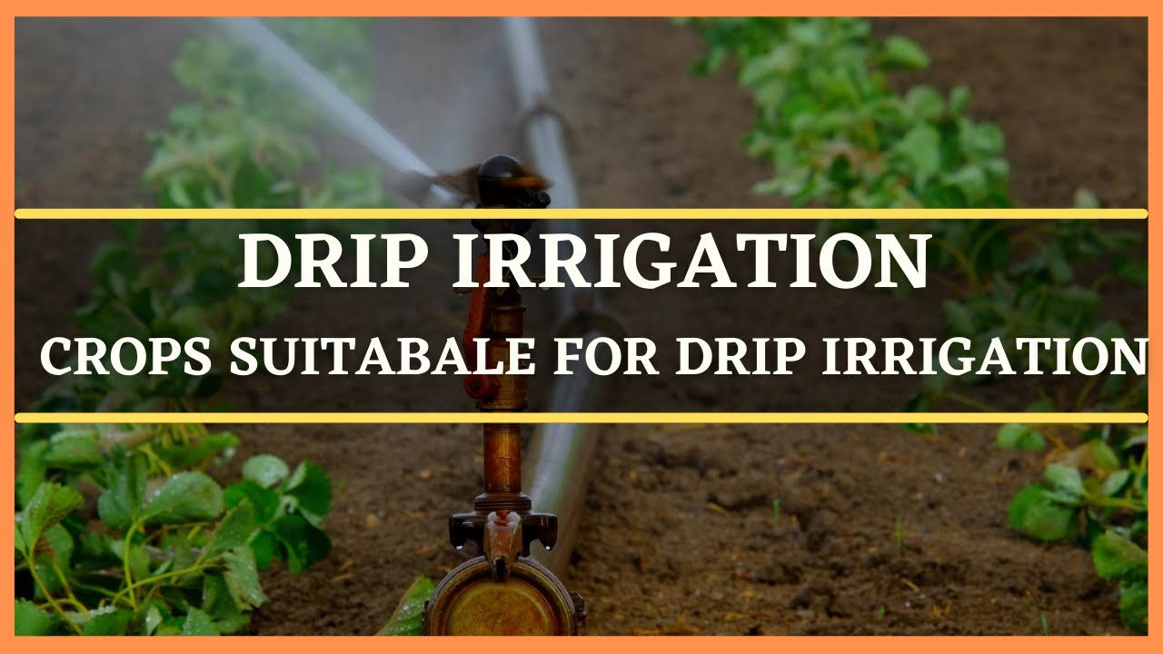 Crops Suitable For Drip Irrigation [Farmers Guide]