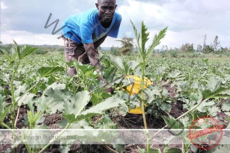 [Beginners Guide] How To Grow Okra In Kenya