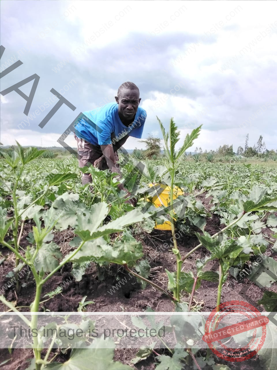 [Beginners Guide] How To Grow Okra In Kenya