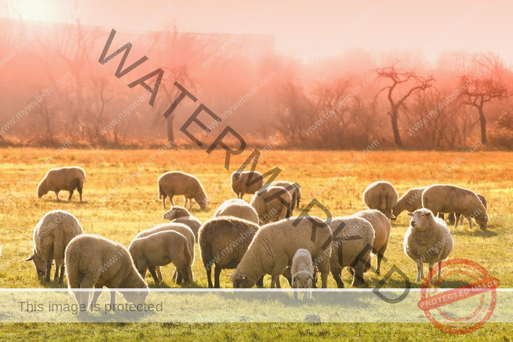 [Beginner’s Guide] How To Start Livestock Farming In UAE