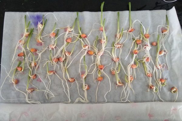 Germinação e Vigor de Sementes de Milho Agron Agronegócios Online