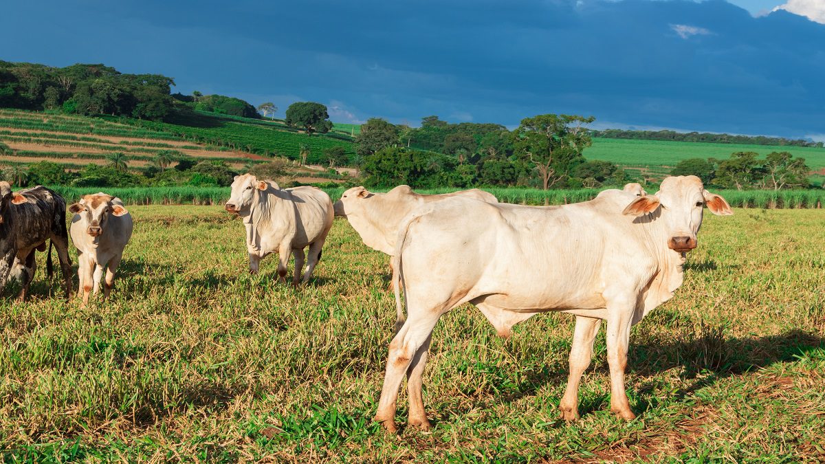 Dinâmica do mercado de carne bovina Agron Agronégocios Online