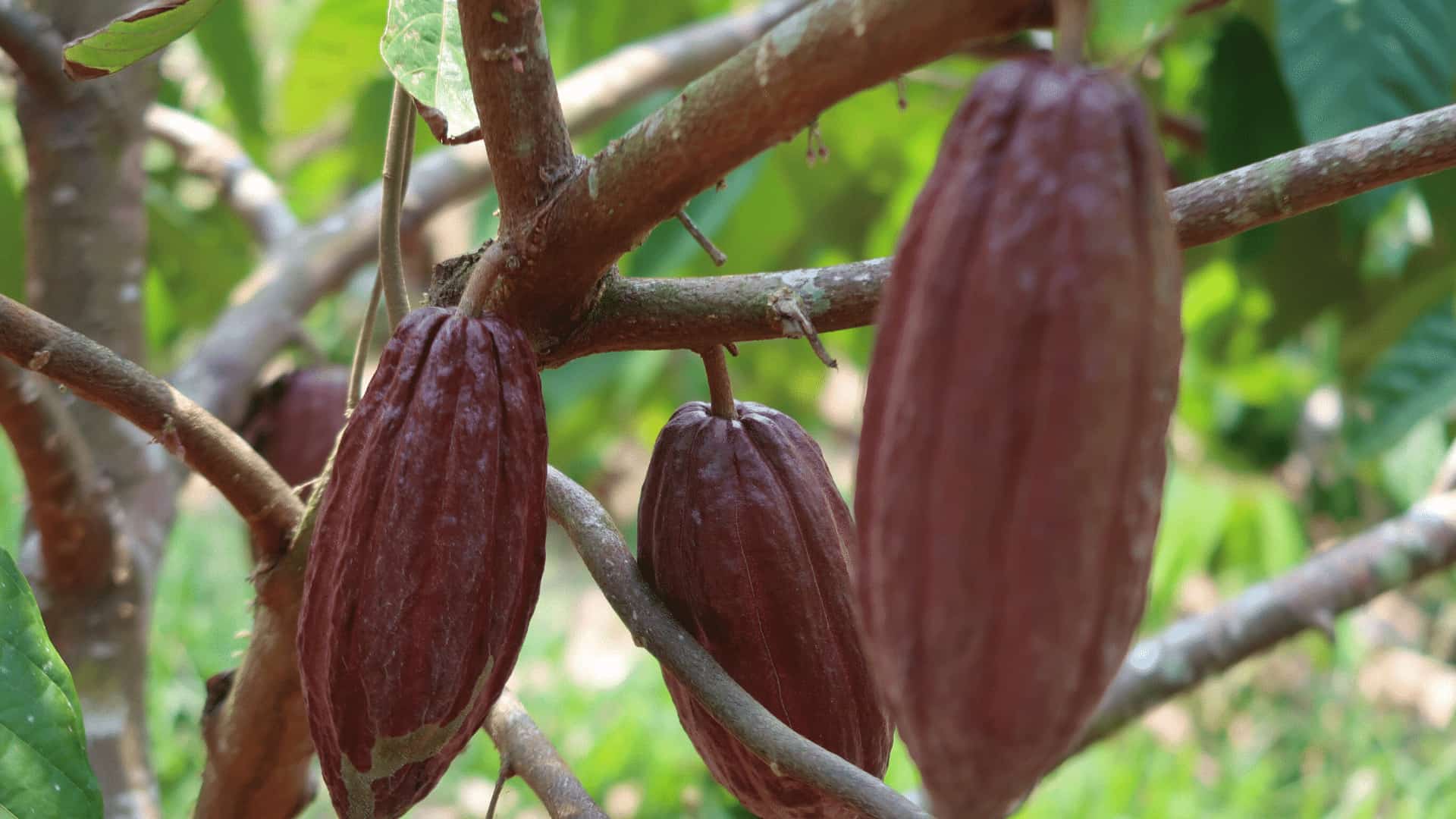 Cacao Farms AgroNosotros