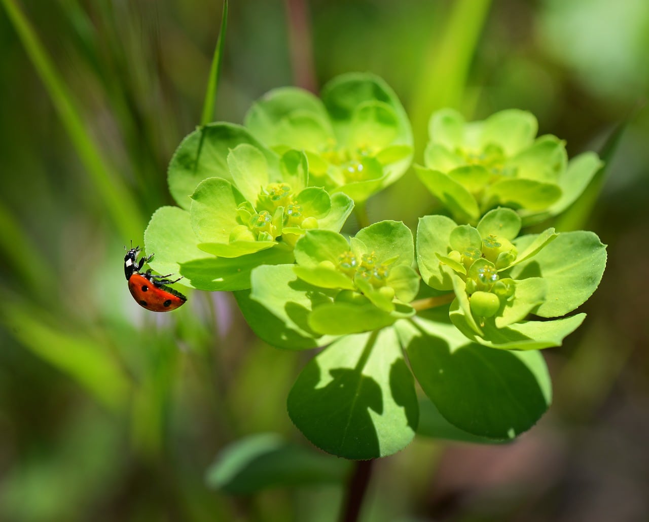 [PARTE 2] Plantas inseticidas o que são, como agem, vantagens e