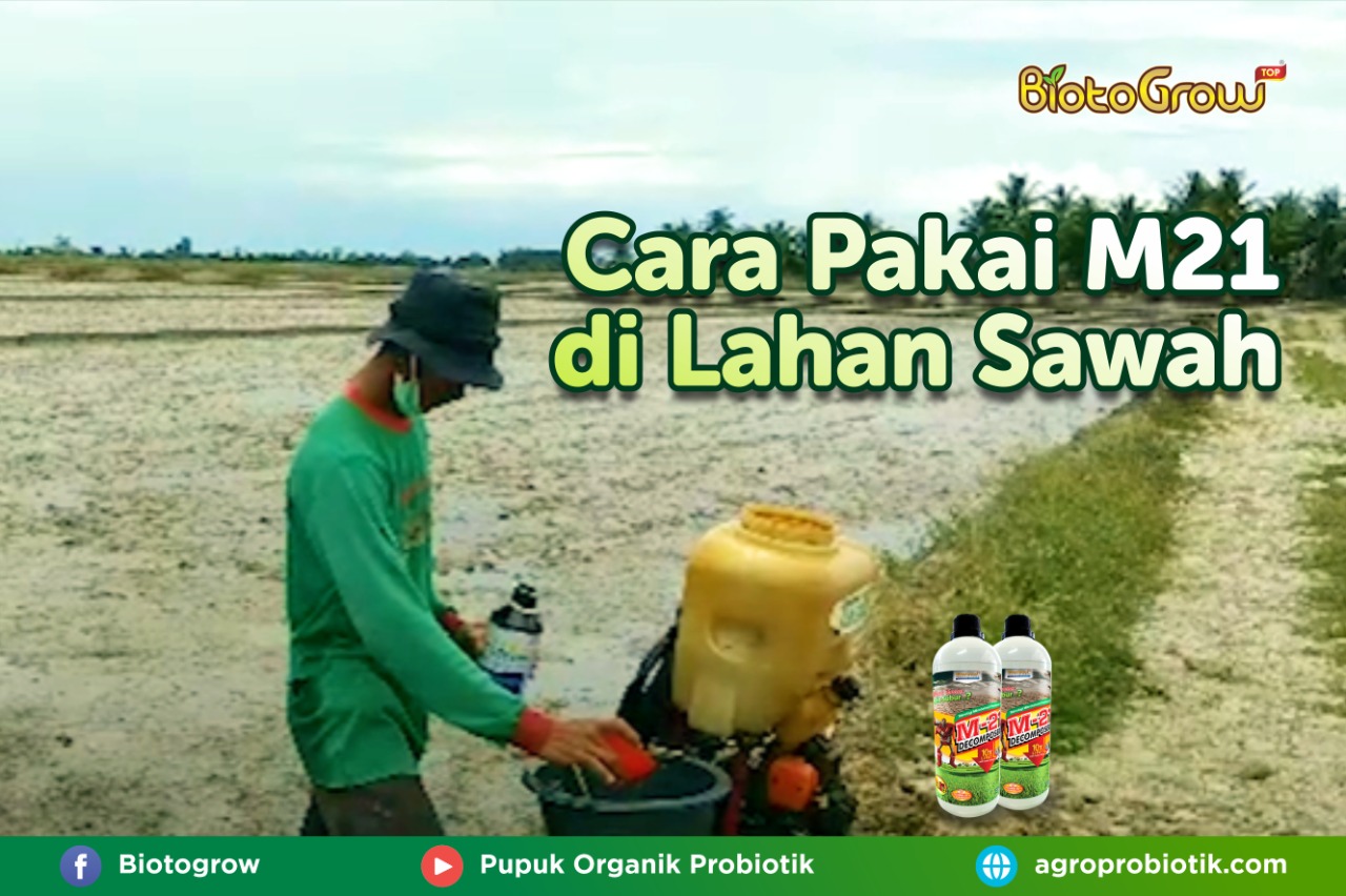 Aplikasi M21 di Lahan Sawah Sebelum Tanam