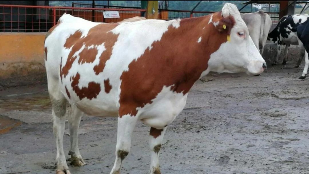 VENTA DE VACAS EN PRODUCCIÓN