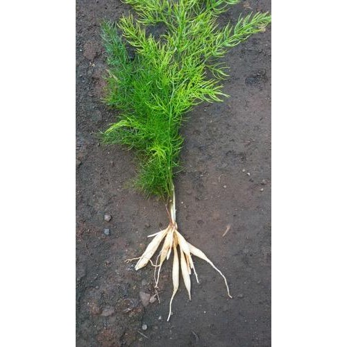 AGRO SHOPY SHATAVARI ASPARAGUS RACEMOSUS MEDICINAL PLANT