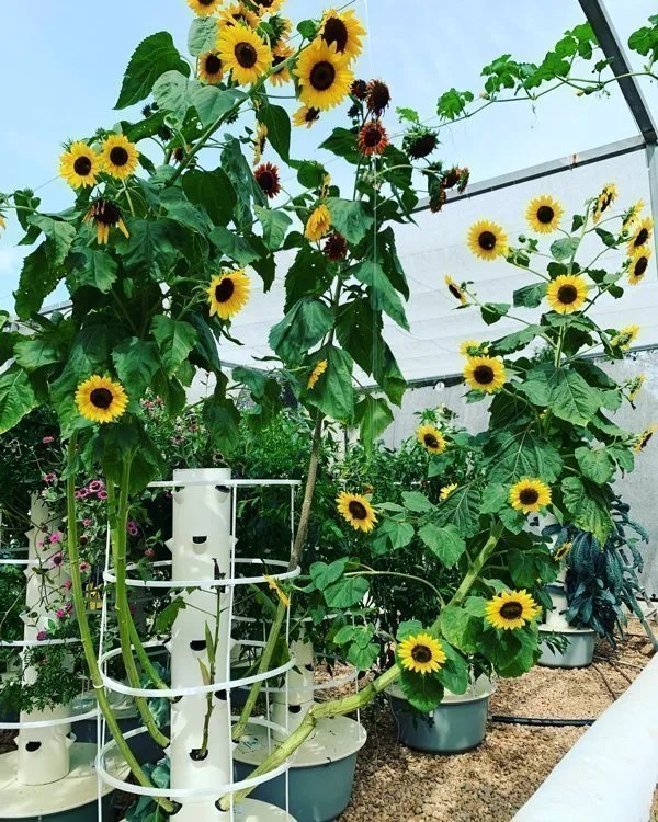 Growing Flowers On Tower Garden Edible Flowers Agrotonomy