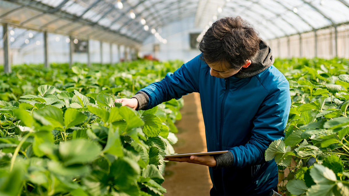 Bujqësia në Shqipëri Nivelet e Punësimit Agro