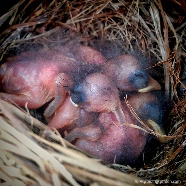 Baby Bluebirds The First 15 Days in Pictures